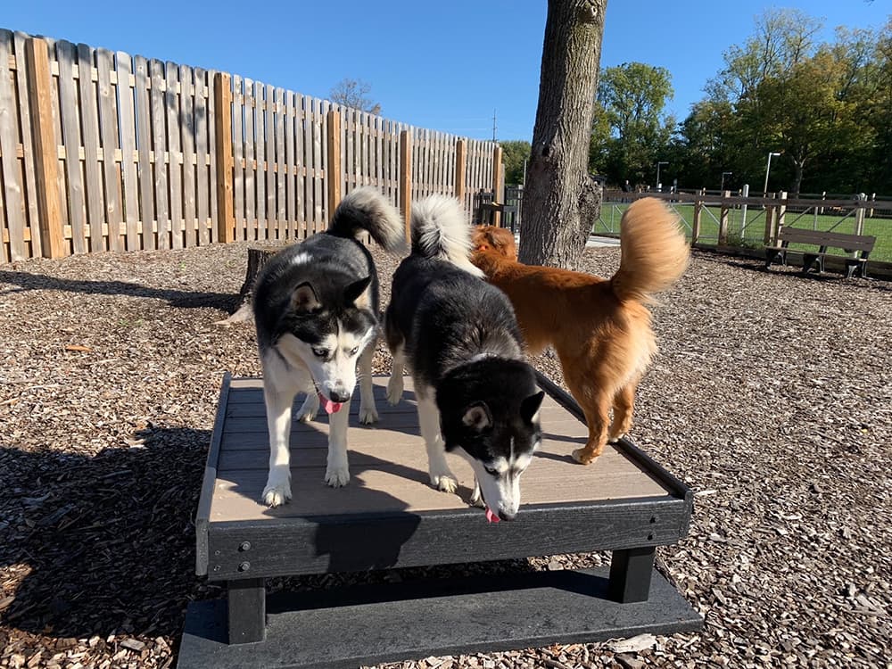 training platform gyms for dogs