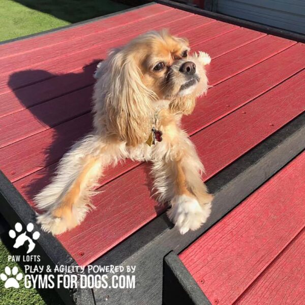 Dog Playground Equipment Bridge Climb XXL 13