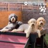 Dog Playground Equipment Bridge Climb XXL 14 Dog Playground Equipment Bridge Climb XXL 14