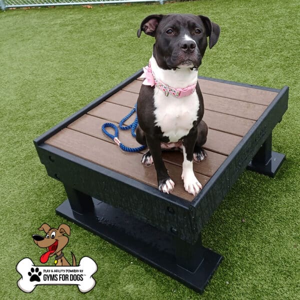 Dog Playground Equipment Training Platform SM 01