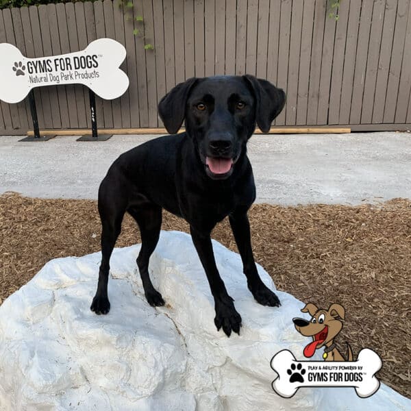 dog playground equipment luxury climbing boulder sm 03