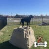 dog playground equipment luxury climbing boulder sm 13