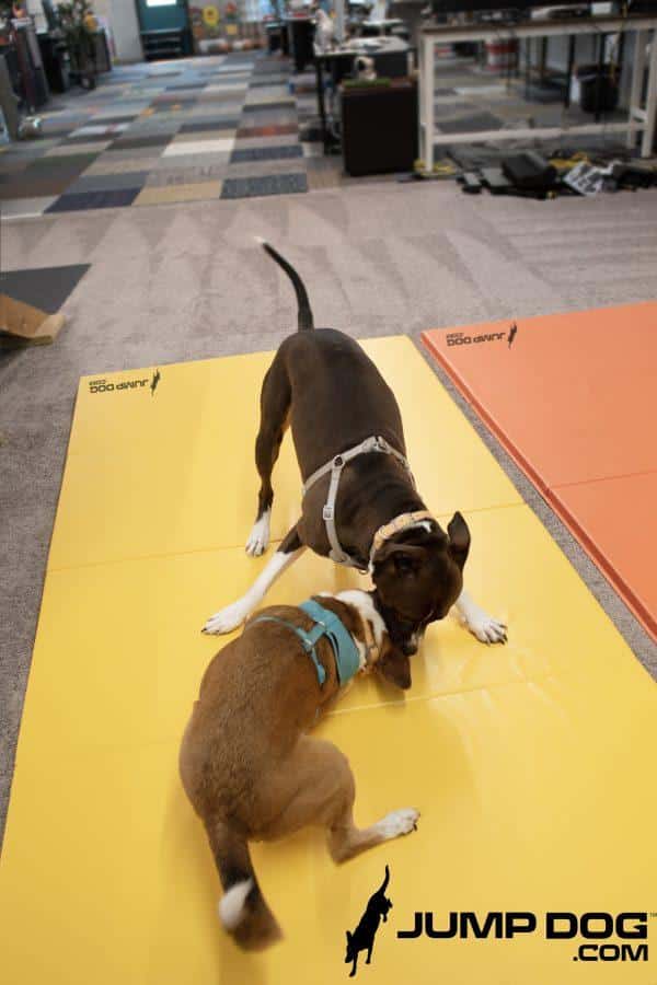 RumbleMats RizzOllie2 WM 600x900 (1)