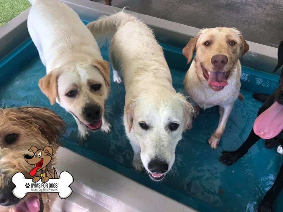 cool dog splash pool1