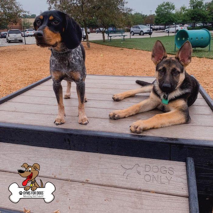 gyms for dogs dog park products quote 1