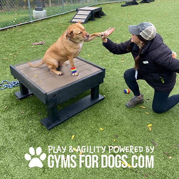 Dog Playground Equipment Training Platform LX 04