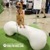 Dog Playground Equipment Agility Bone LG 07.jpg