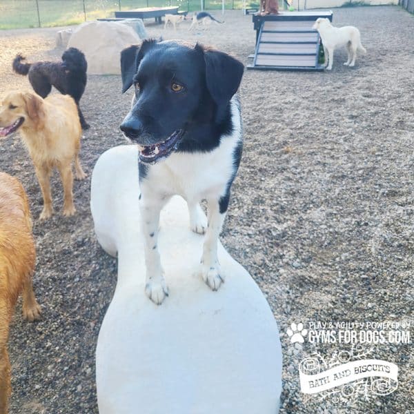 NEW AgilityBone FBR Small 5.jpg - Gyms For Dogs NEW AgilityBone FBR Small 5.jpg