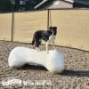 NEW AgilityBone FBR Small 6.jpg - Gyms For Dogs NEW AgilityBone FBR Small 6.jpg