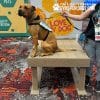 ACE BOOGIES TrainingPlatform SHOW 2jpg - Gyms For Dogs ACE BOOGIES TrainingPlatform SHOW 2jpg