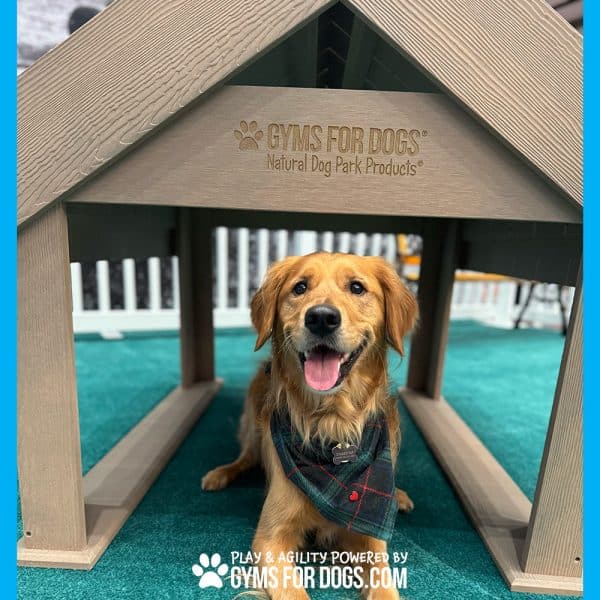 BoogiesTunnelHouse GymsForDogs ACE2jpg - Gyms For Dogs BoogiesTunnelHouse GymsForDogs ACE2jpg