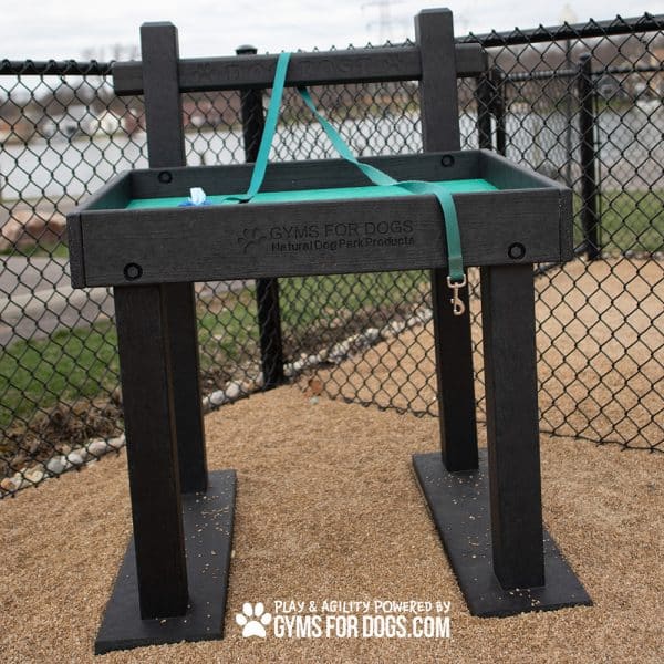 DSC 4032jpg - Gyms For Dogs DSC 4032jpg