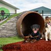 GFD TunnelClimb Doggies