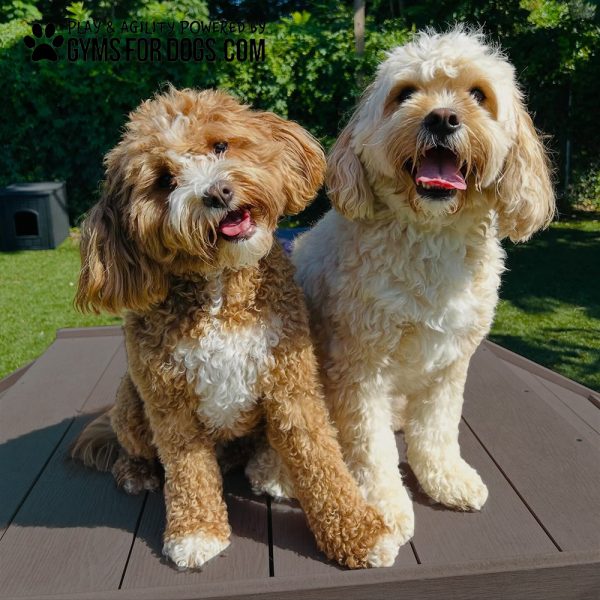 InteractiveAnimalSeries BridgeClimb GymsForDogs 5
