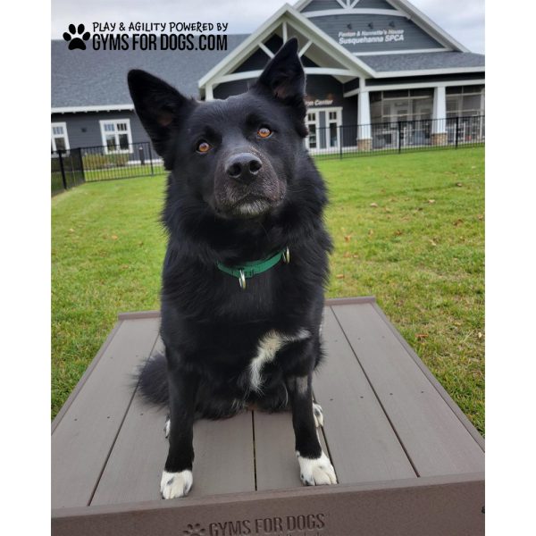 InteractiveAnimalSeries TrainingPlatform GymsForDogs 2