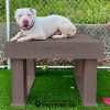 InteractiveAnimalSeries TrainingPlatform GymsForDogs 3 InteractiveAnimalSeries TrainingPlatform GymsForDogs 3