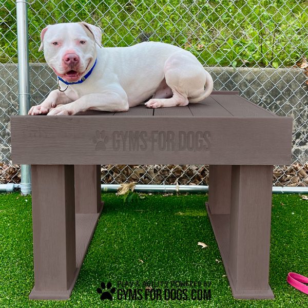 InteractiveAnimalSeries TrainingPlatform GymsForDogs 3
