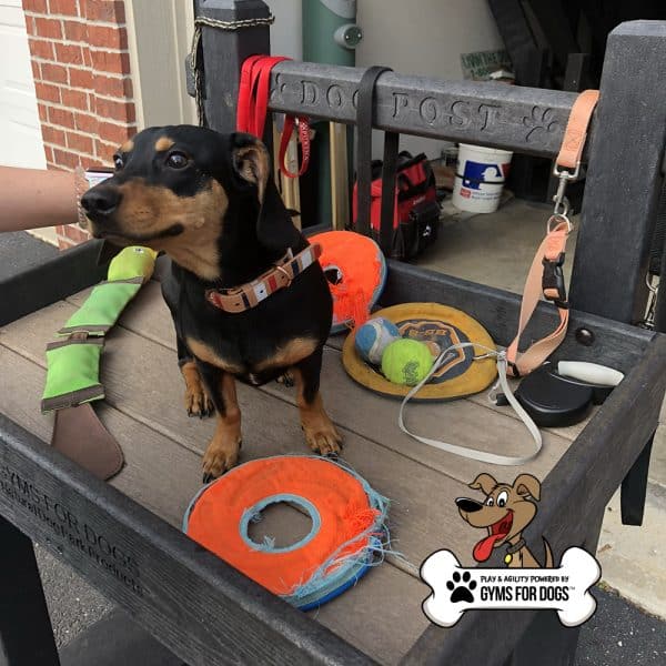 dog playground equipment leash post toy box 15jpg - Gyms For Dogs dog playground equipment leash post toy box 15jpg