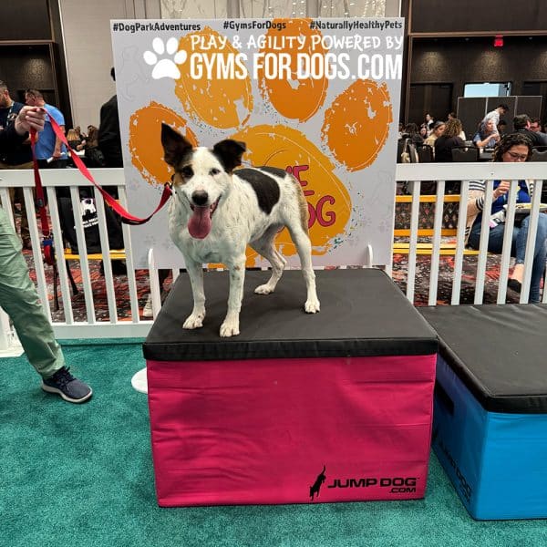 ACE GymsForDogs TrainingBoxes  1jpg