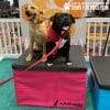 ACE GymsForDogs TrainingBoxes 2jpg