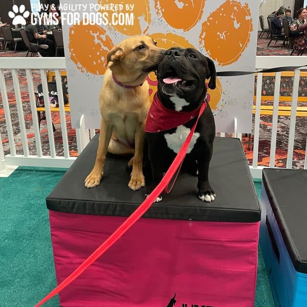 ACE GymsForDogs TrainingBoxes 4jpg