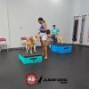 GFD foam plyo boxes blue tristategreen3 GFD foam plyo boxes blue tristategreen3