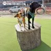 GymsForDogs JumpingStumps MaggieRizzy GymsForDogs JumpingStumps MaggieRizzy