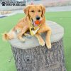 GymsForDogs JumpingStumps Medium Warehouse2 GymsForDogs JumpingStumps Medium Warehouse2