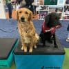 JumpBoxes 2Dogs scaled 1jpg