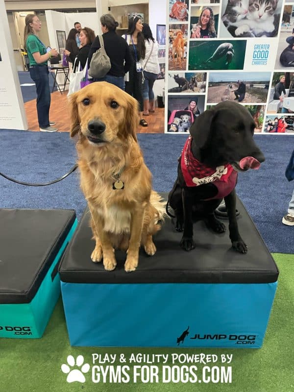 JumpBoxes 2Dogs scaled 1jpg