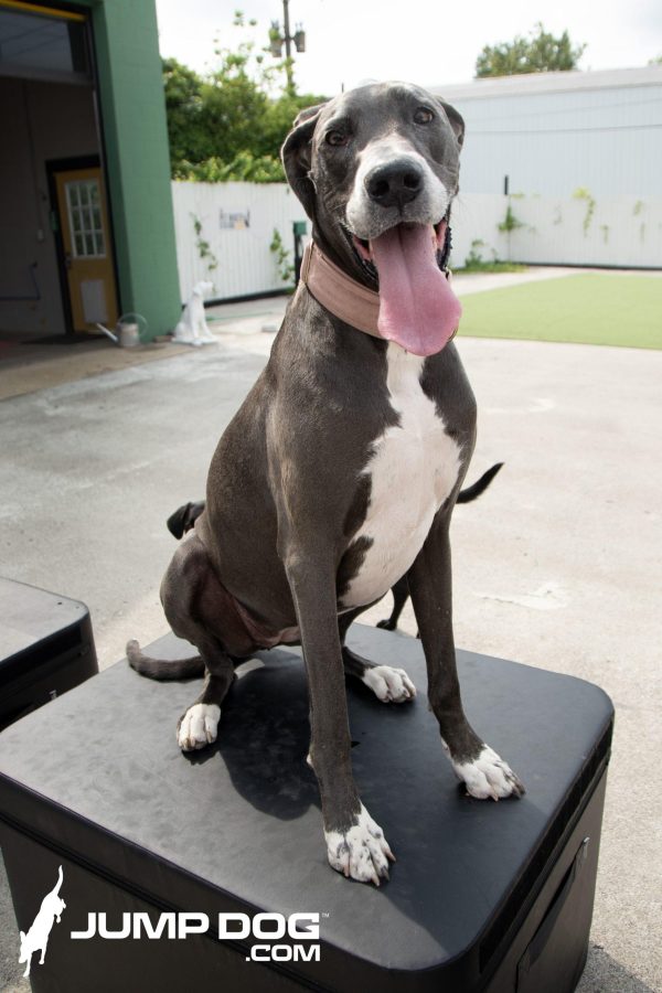 JumpBoxes Lilly scaled 1jpg