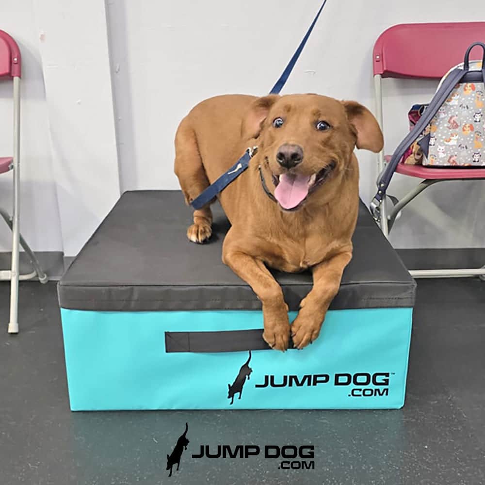 dog park equipment jumpbox 12