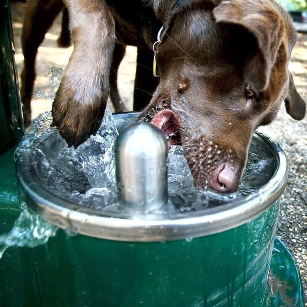 dog park products cool dog water fountains main2