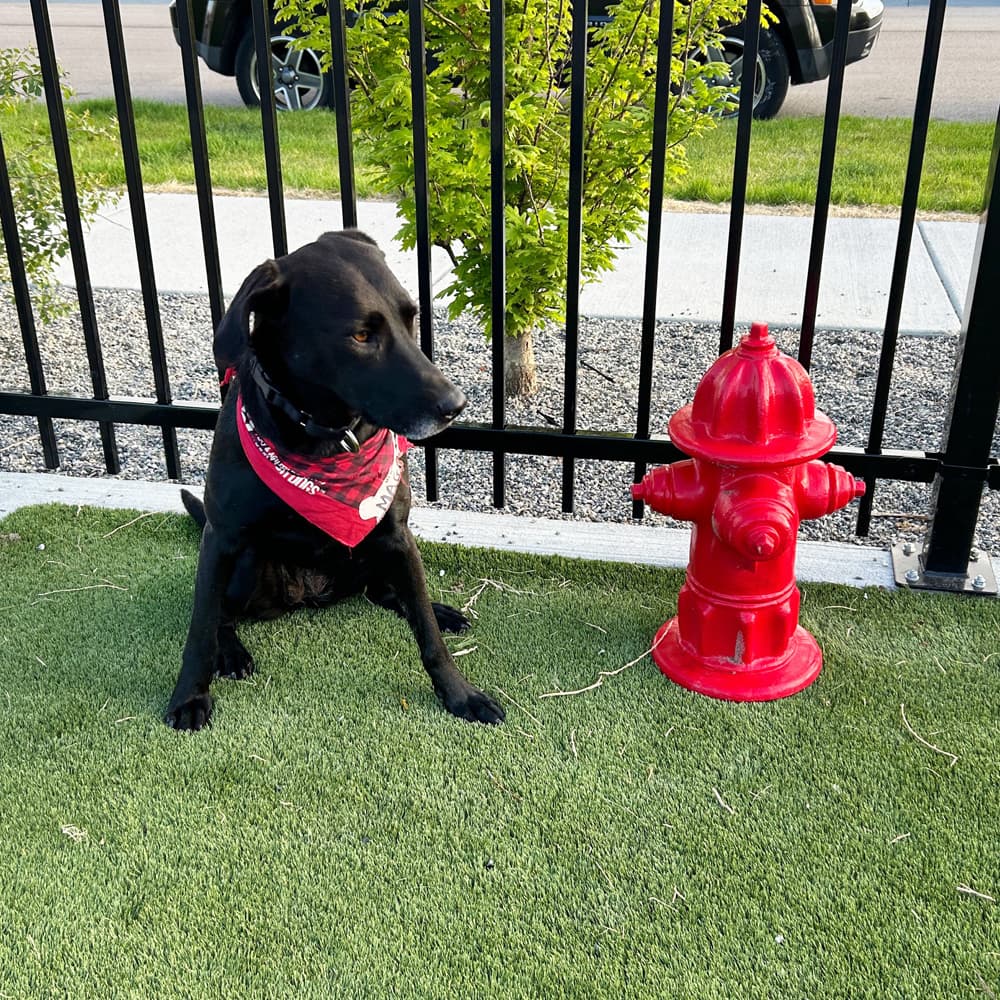 dog park products fire hydrants main2