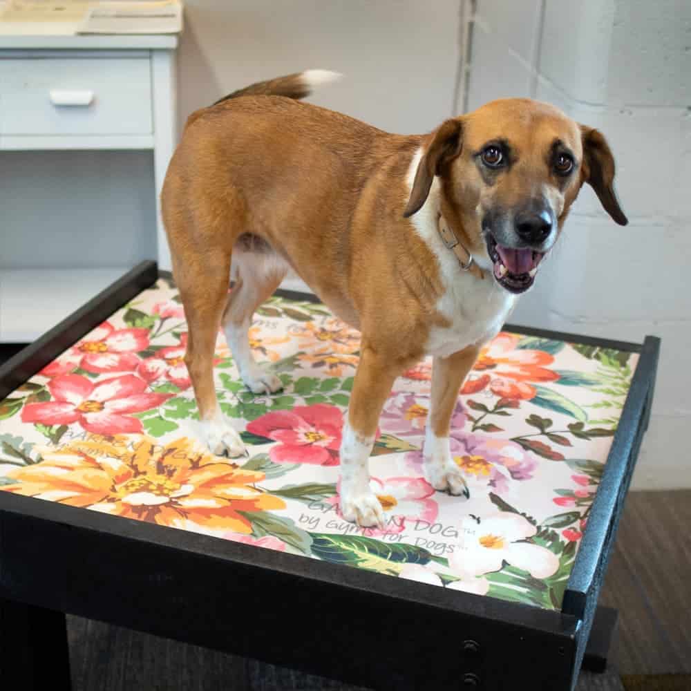 dog park products garden dog collection main2