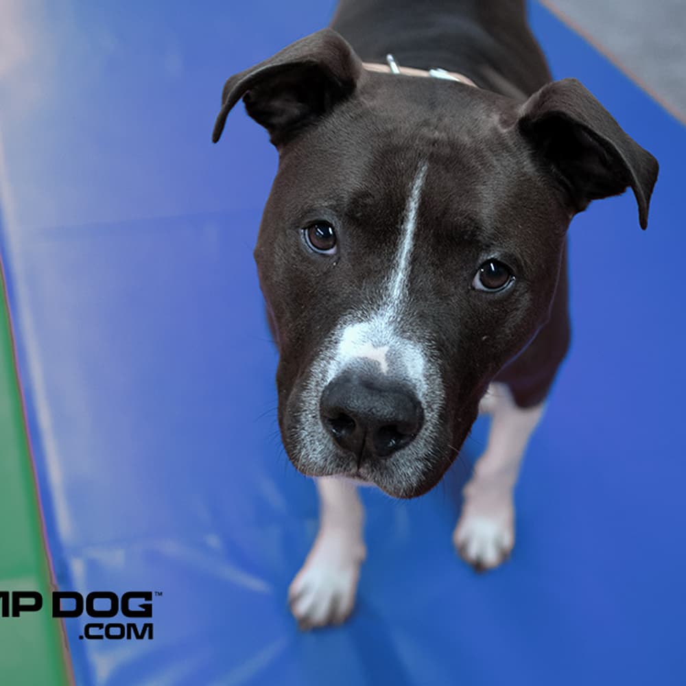 dog park products jump dog rumble mat main2