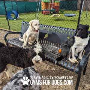 3 dog bench48jpg - Gyms For Dogs 3 dog bench48jpg