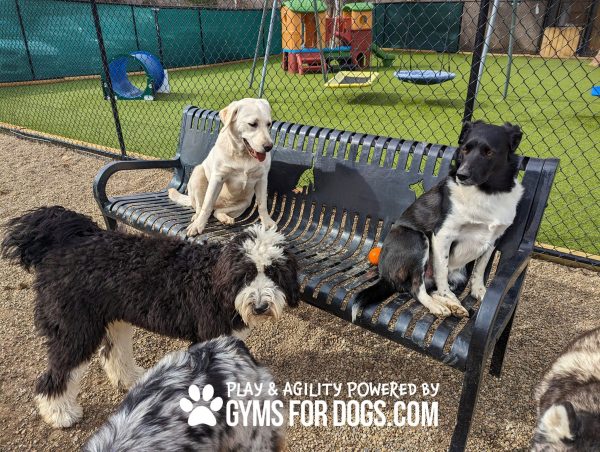 3 dog bench48jpg