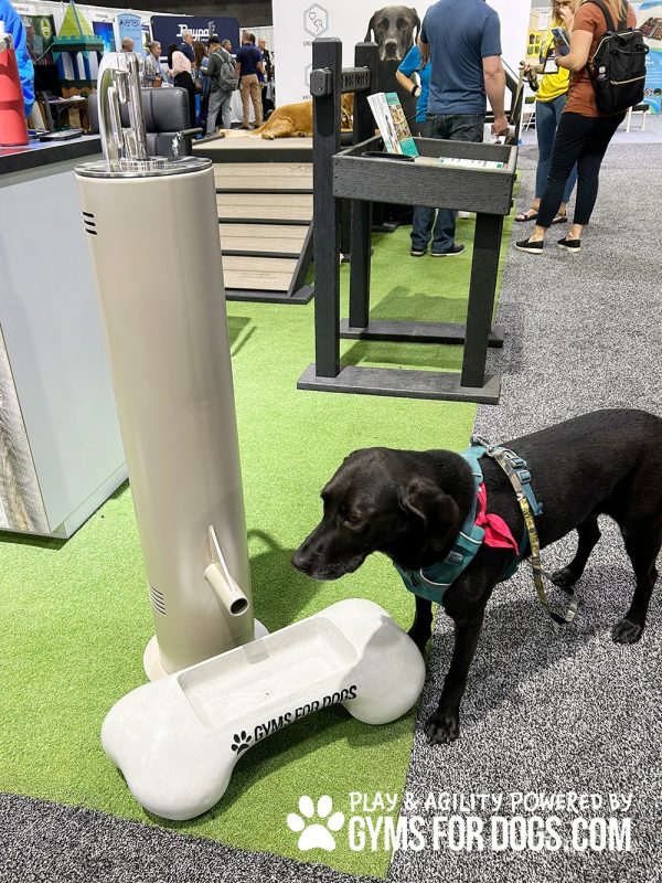 IMG 8943 1jpg - Gyms For Dogs IMG 8943 1jpg