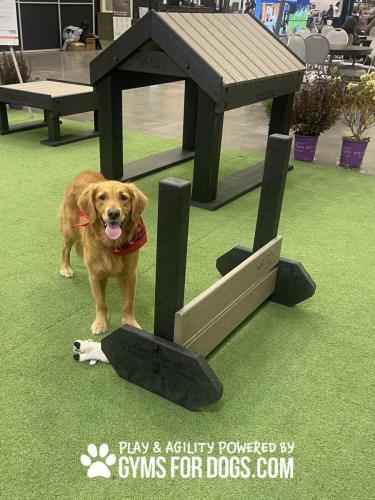 Dog-Play-Ground-Equipment-Jump-Hurdles-3