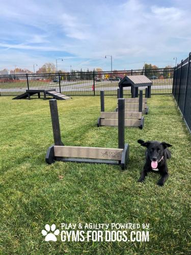 Dog-Play-Ground-Equipment-Jump-Hurdles-4