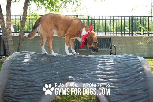 Gyms-For-Dogs-Hammies-Tunnel-House-10