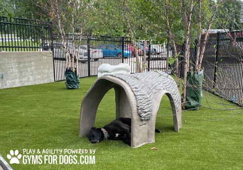 Gyms-For-Dogs-Hammies-Tunnel-House-9