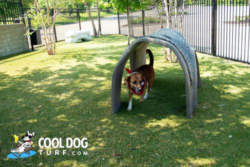 dog-playground-equipment-dog-park-turf-6