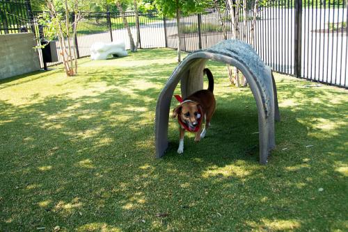 dog-playground-equipment-dog-park-turf-8